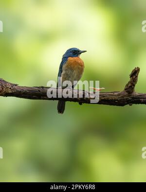 Ein wunderschöner blauer Fliegenfänger (Cyornis tickelliae), der auf einem Ast im wilden Wald steht. Stockfoto