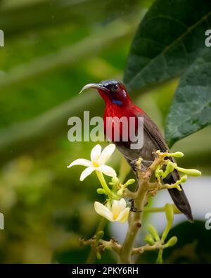 Wunderschöner und farbenfroher Sonnenvogel (Aethopyga vigorsii), der auf einem Ast im Garten steht. Stockfoto