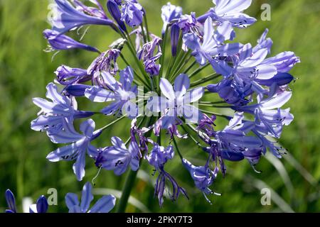 Afrikanische Blaulilie, Agapanthus africanus Blume Stockfoto