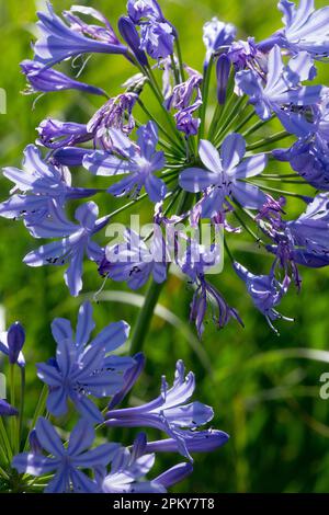Afrikanische Blaue Lilie, Blaue, Agapanthus africanus, Lilie vom Nil, Blume Stockfoto