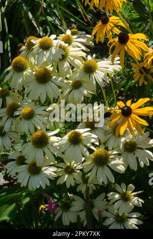 Lilafarbener Koneflower Echinacea purpurea „Mellow Yellows“, Rudbeckia Stockfoto