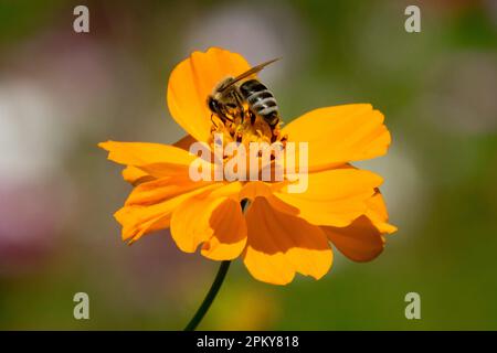 Honigbiene in Blume, Biene, APIs mellifera, Cosmos sulfureus, Insekten, Bloom Cosmos Sulphureus „Polidor“ Stockfoto