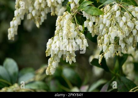 Lily vom Valley Shrub, Pieris japonica 'Mountain Fire', Pieris Flower Stockfoto