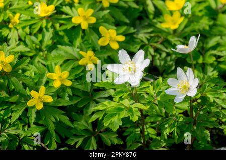 Holzanemone, Anemone nemorosa, Anemone ranunculoides, Waldblume, Wildblumen Anemonen, Bodenbedeckung, Pflanzen, gemischte Waldpflanzen Stockfoto