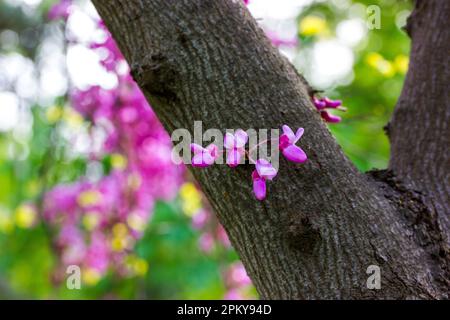 Cercis Siliquastrum oder Judas Baum blüht violette Blüten im Frühlingsgarten Stockfoto