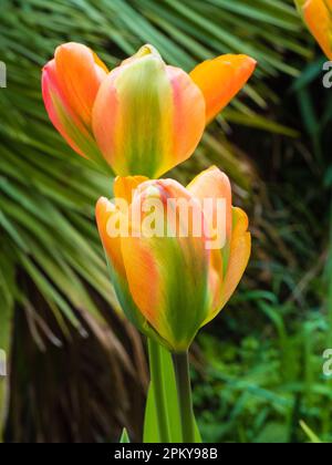 Grün blinkend orange zu rot schattierte Frühlingsblüte Viridiflora Tulpe, Tulipa „Orange Marmelade“ Stockfoto