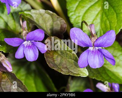 Dunkles Blattwerk und Blüten des selbst säen, hartgewichtigen, Frühlingsblütenviolett, Viola riviniana (Purpurea-Gruppe) Stockfoto