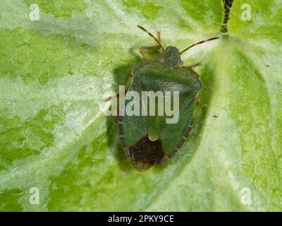 Grüner Erwachsener, gewöhnlicher Schildkäfer, Palomena prasina, eine britische Eingeborene, die häufig in Gärten zu finden ist Stockfoto