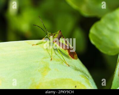 Grüne und braune adulte Färbung des in Großbritannien heimischen Weißdornschildbugs Acanthosoma haemorrhoidale Stockfoto