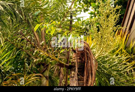 Areca-Nusspalmenfrüchte, Betel-Nüsse, Betel-Palme (Areca catechu), die an ihrem Baum hängen Stockfoto