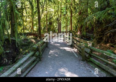 Wanderweg in Cathedral Grove mit westlichen Zedernbäumen und douglas Tanne, Macmillan Provincial Park, Vancouver Island, Kanada. Stockfoto