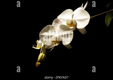 Nahaufnahme der weißen Mottenorchidee (Phalaenopsis amabilis), gemeinhin als Mondorchidee bekannt Stockfoto