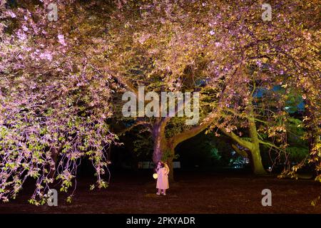 Tokio, Japan. 10. April 2023. Die Menschen genießen den Blick auf die beleuchteten blühenden Kirschblüten im Sakura Night Garden Illumination im Shinjuku Gyoen Park in Tokio, Japan, am 10. April 2023. Kredit: Zhang Xiaoyu/Xinhua/Alamy Live News Stockfoto