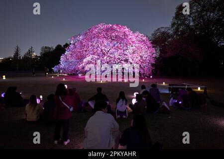 Tokio, Japan. 10. April 2023. Die Menschen genießen den Blick auf die beleuchteten blühenden Kirschblüten im Sakura Night Garden Illumination im Shinjuku Gyoen Park in Tokio, Japan, am 10. April 2023. Kredit: Zhang Xiaoyu/Xinhua/Alamy Live News Stockfoto