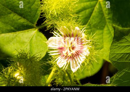 Rambusa, markisa mini (Passiflora foetida) Blüten blühen, Passionsblumen, im flachen Fokus Stockfoto