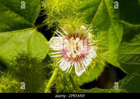 Rambusa, markisa mini (Passiflora foetida) Blüten blühen, Passionsblumen, im flachen Fokus Stockfoto
