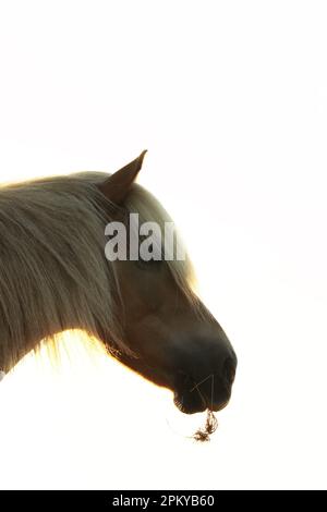 Ein Haflinger-Pferd, das im Sommer grast Stockfoto