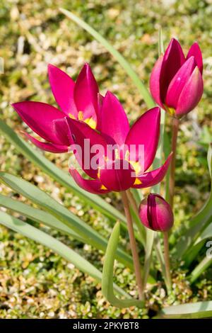 Tulipa humilis „Persische Perle“ Blume Cerise-Lila, Farbe, Gelb Mitte, Zwerg, Tulpe Stockfoto