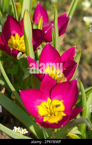 Tulipa, Pulchella, Persische Perle, Zwerg, Garten, Tulpe Stockfoto