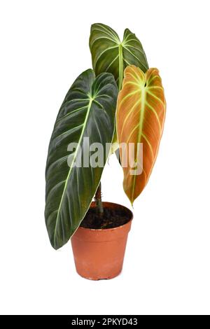 Tropische „Philodendron Melanochrysum“-Zimmerpflanze mit neuem goldenen Blatt in Blumentopf auf weißem Hintergrund Stockfoto