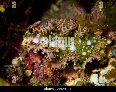 Farbenfrohe Salatschnecke (Elysia crispata) am Riff in der Karibiksee, Roatan, Bay Islands, Honduras Stockfoto