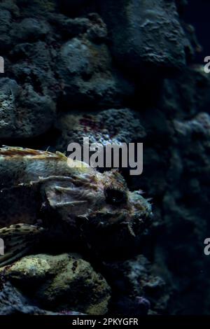 Skorpionfische liegen auf Felsen eines Tanks in einem Aquarium aus nächster Nähe Stockfoto