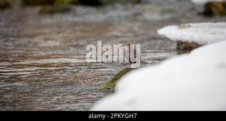 Der weiße Kehltoffel Cinclus cinclus sitzt auf einem Stein und sucht im Winter nach Nahrung, das beste Foto. Stockfoto