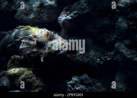 Skorpionfische liegen auf Felsen eines Tanks in einem Aquarium aus nächster Nähe Stockfoto