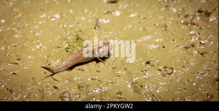 Periophthalmus barbarus krabbelt über Sand und Schlamm und hofft auf einen Partner, das beste Foto. Stockfoto