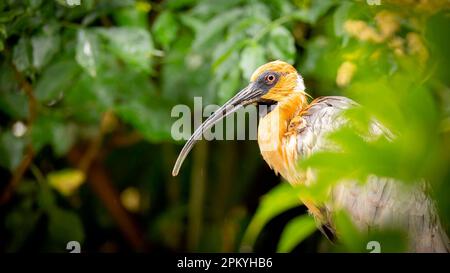 Sehr schön Theristicus caudatus schaut sich um, um Essen zu bekommen, das beste Foto. Stockfoto