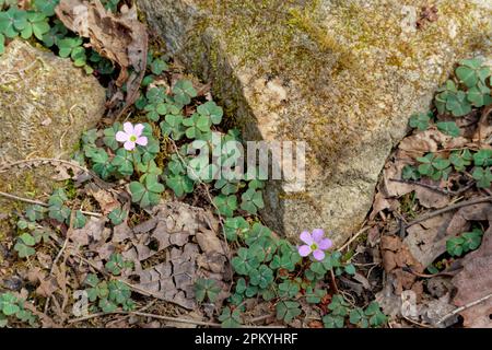 Gewöhnliche oxalis wachsen zwischen den Felsen auf dem Waldboden mit winzigen violetten Blumen und Shamrock Form drei Blätter in der Frühlingszeit von oben aus Stockfoto