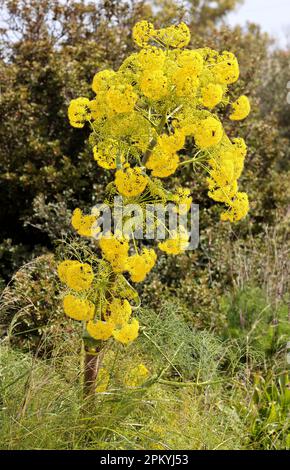 Riesiger Fenchel blüht Stockfoto