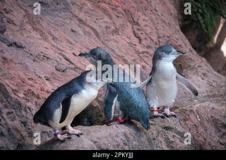 Kleine blaue Pinguine, die gerettet und rehabilitiert wurden, im International Antarctic Centre in Christchurch, Neuseeland Stockfoto