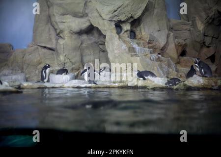 Pinguine in einem Aquarium Stockfoto