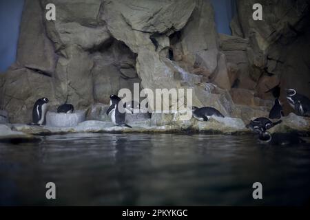 Pinguine in einem Aquarium Stockfoto