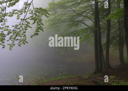 Mystischer Nebel über dem Teich am Anfang der Strecke auf der Corno alle Scale in den Bolognesischen Appenines in Italien Mitte Mai. Stockfoto