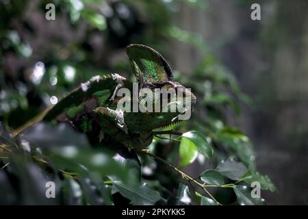 Chamäleon auf einem Zweig in einem Panzer aus der Nähe gesehen Stockfoto