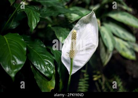 Spathiphyllum aus der Nähe gesehen Stockfoto