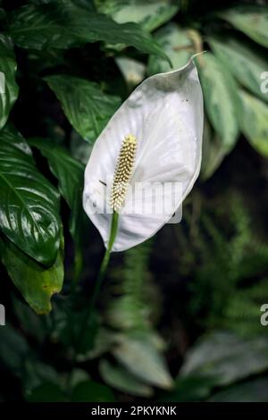 Spathiphyllum aus der Nähe gesehen Stockfoto