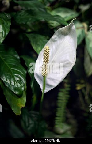 Spathiphyllum aus der Nähe gesehen Stockfoto