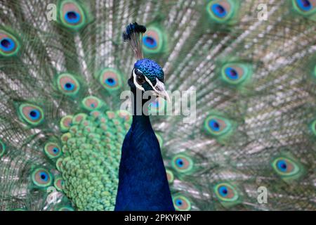 Ein lebendiger Pfau zeigt stolz seine wunderschönen Federn in einem Gehege in einem Zoo Stockfoto