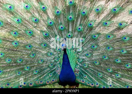 Ein lebendiger Pfau zeigt stolz seine wunderschönen Federn in einem Gehege in einem Zoo Stockfoto