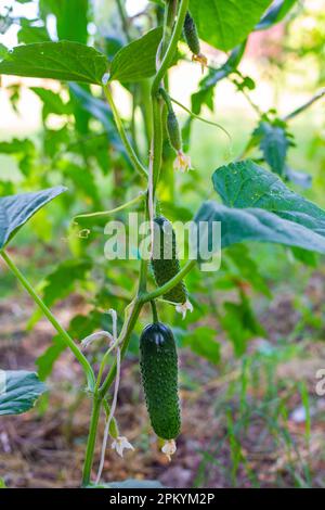 Der Stiel ist mit einem Seil mit wachsenden grünen Gurken gefesselt. Gemüse im Garten anbauen. Stockfoto