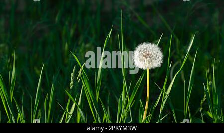 Nahaufnahme des zarten flauschigen Löwenzahns im Gras, umgeben von verschwommenem Hintergrund Stockfoto
