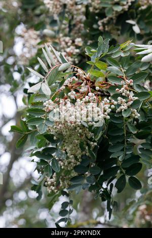 Sorbus glabriascula-Beeren im Herbst. Glabromige Bergasche Stockfoto