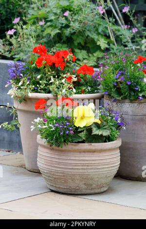 Verschiedene Sommerbettpflanzen in Terrakotta-Töpfen. Stockfoto