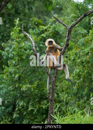 Grauer Langur auf einem Baum. Ein Höhepunkt, um Raubtiere zu sehen und jede Gefahr zu sehen. Stockfoto