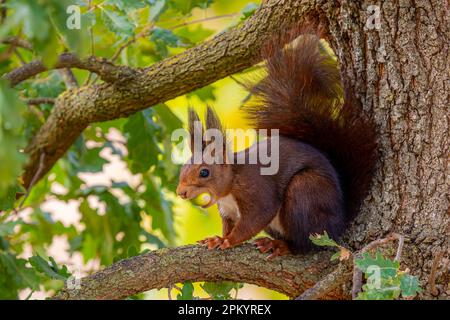 Bezauberndes, flauschiges rotes Eichhörnchen mit langem Schwanz, das auf einem Ast mit grüner Nuss sitzt, während es im Herbstwald isst Stockfoto