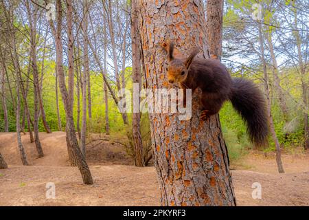 Blick von der Seite auf das süße rote Eichhörnchen, das im Herbstwald über einen alten Baumstamm krabbelt Stockfoto