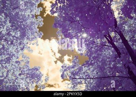 Von unten Infrarotaufnahme des erstaunlichen Himmels mit Wolken und Sonne über schönen Bäumen im Wald Stockfoto